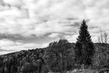 Ağaçların tepesinde siyah beyaz bulutlar