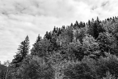 Ormandaki bir ağacın siyah beyaz görüntüsü