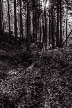 Ormanın ortasındaki güzel beyaz bir ormanın dikey görüntüsü.