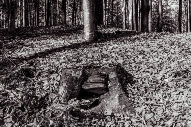 Parkta güzel bir sonbahar