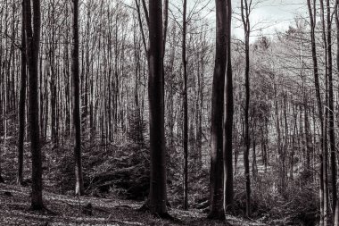 Ormanda bir ağacı olan güzel bir manzara.