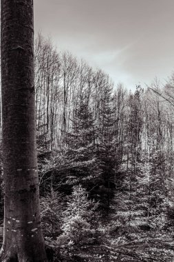 Karlı kış ormanı