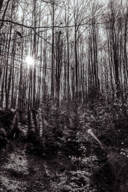 Orman ve ağaçlar, doğa ve bitki örtüsü