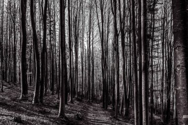 Ormandaki bir ağacın siyah beyaz fotoğrafı.