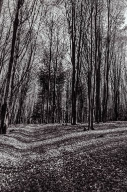ormanda ağaçların güzel manzara