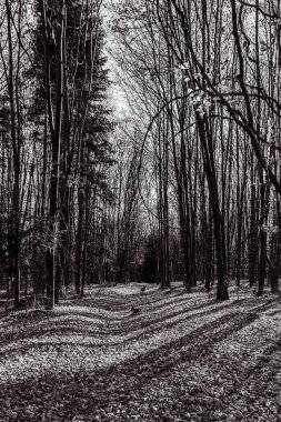 Şehirdeki güzel sonbahar parkı