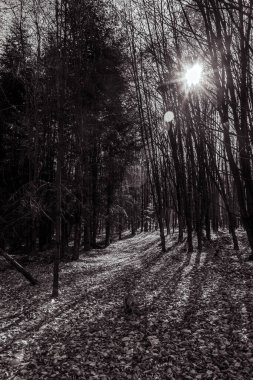 Güzel kış ormanı karlar altında