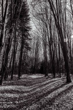 Güzel sonbahar manzarası. siyah beyaz fotoğraf