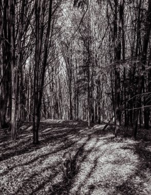 Ormandaki bir ağacın siyah beyaz fotoğrafı.