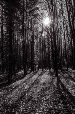 güneşli bir gün ormanda kış