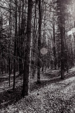 Ağaçlarda kar kış manzara