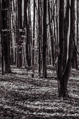 Ağaçlı bir ormanın siyah beyaz fotoğrafı.