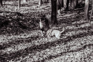 Köpek sokakta yürüyor.