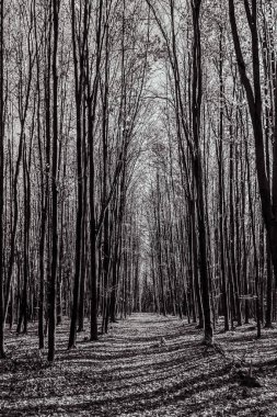 Ağaçlar ve ormanlarla dolu güzel bir manzara.