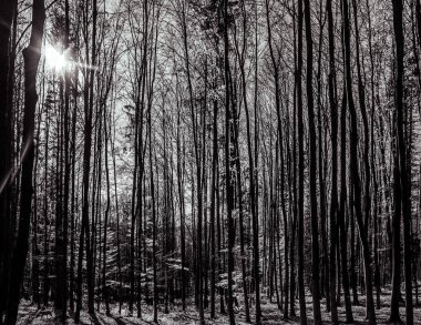 Ormanın siyah beyaz fotoğrafı.