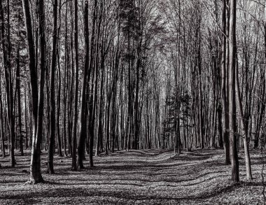 Ormandaki bir ağacın siyah beyaz fotoğrafı.