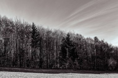 Kış ormanında güzel bir manzara