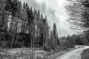 Dağlardaki ormanın güzel manzarası