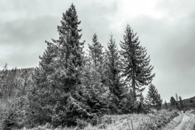 Ormanın güzel kış manzarası