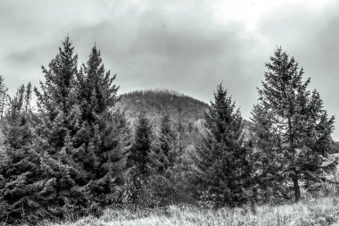 Ormanlı bir dağ manzarasının siyah beyaz fotoğrafı