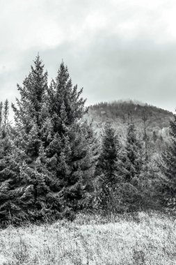 Ağaçlar ve dağlarla dolu güzel bir manzara.