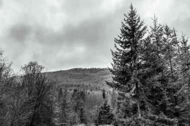 Arka planda ağaçlar olan güzel bir dağ manzarasının alçak açılı görüntüsü