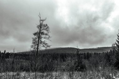 Kar ve ağaçlarla kaplı kış manzarası