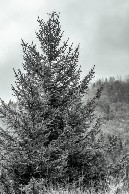 bir çam ağacının siyah beyaz fotoğrafı