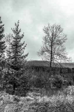 güzel kış orman arka plan üzerinde