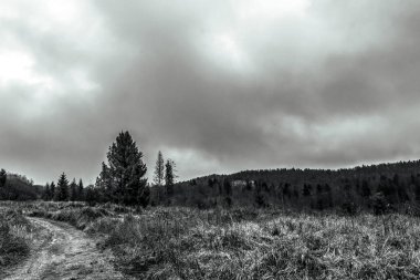 Arka planda bulutlu gökyüzü olan bir tarladaki ağaçların gri tonlu görüntüsü.