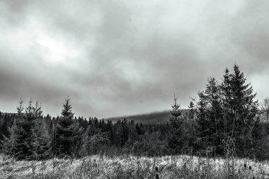 Ormandaki siyah beyaz manzara