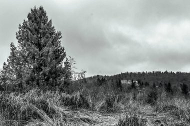 Ormandaki bir tarlada bir ağaç