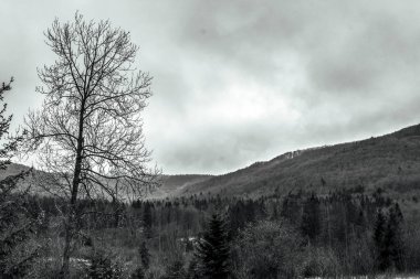 Dağlarda bir ağacı olan güzel bir dağ manzarası.