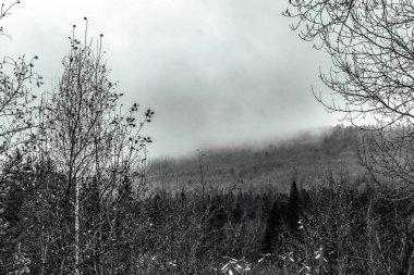 Arka planda orman olan bir ağacın siyah beyaz fotoğrafı.