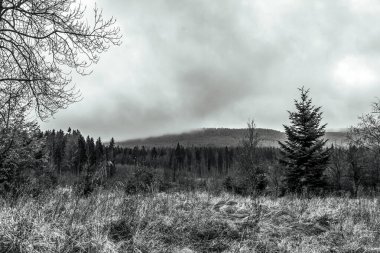 Ormanın güzel manzarası