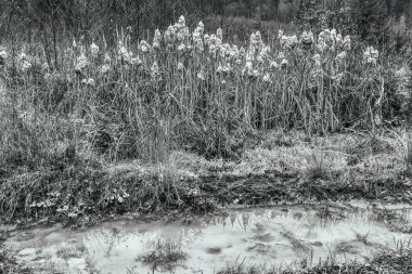 Bir tarlanın ortasında büyüyen küçük beyaz bitkinin gri tonlu görüntüsü.