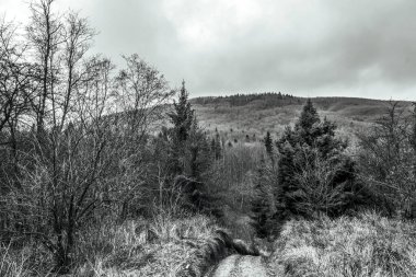 Sonbaharda ormandaki bir ağacın gri tonlu görüntüsü.
