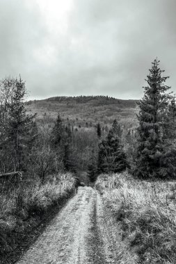Güzel bir kış manzarasının siyah beyaz fotoğrafı