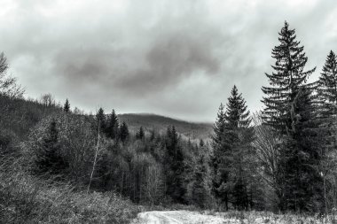 Ormandaki siyah beyaz bulutlar