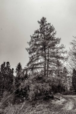 Ormanda kış manzarası