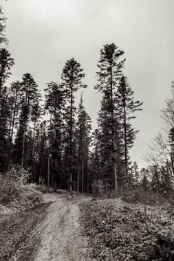 Sonbahar ormanının ortasındaki bir çam ağacının siyah beyaz resmi..