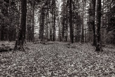 Ormanın siyah ve beyaz görüntüsü