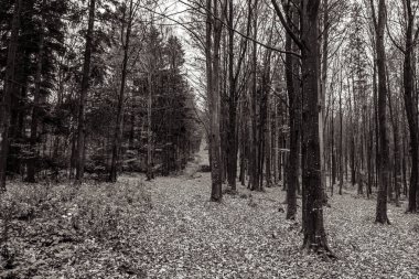 Parktaki sonbahar ormanı