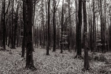 Dağlardaki güzel orman