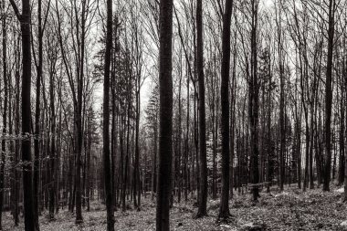 Çam ağaçlarının, kışın ormanın siyah beyaz fotoğrafı.