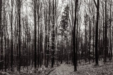 Gecenin karanlık orman