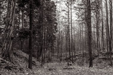 Ormandaki bir ağacın siyah beyaz fotoğrafı.