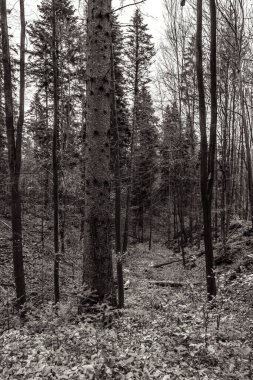 Ormandaki bir ağacın gri tonlu görüntüsü.