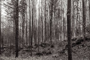 Orman ağaçları, doğa bitki örtüsü.