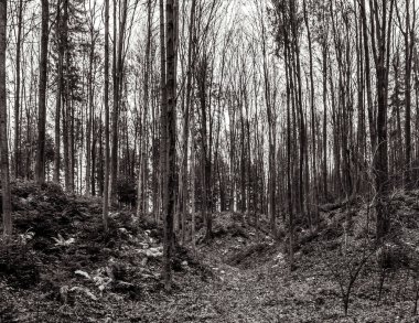 Kışın ağaçlı siyah beyaz orman